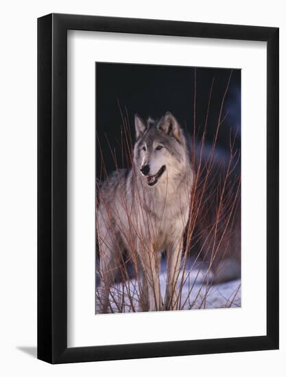Gray Wolf behind Bush-DLILLC-Framed Photographic Print