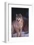 Gray Wolf behind Bush-DLILLC-Framed Photographic Print