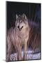 Gray Wolf behind Bush-DLILLC-Mounted Photographic Print