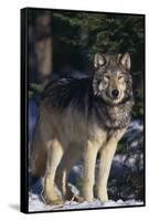 Gray Wolf by Trees-DLILLC-Framed Stretched Canvas