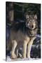 Gray Wolf by Trees-DLILLC-Stretched Canvas