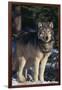 Gray Wolf by Trees-DLILLC-Framed Photographic Print