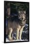 Gray Wolf by Trees-DLILLC-Framed Photographic Print