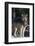 Gray Wolf by Trees-DLILLC-Framed Photographic Print