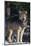 Gray Wolf by Trees-DLILLC-Mounted Photographic Print