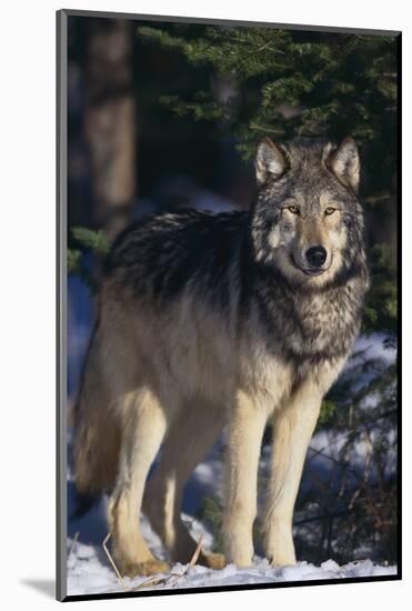 Gray Wolf by Trees-DLILLC-Mounted Photographic Print