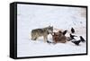 Gray Wolf (Canis Lupus) 870F of the Junction Butte Pack at an Elk Carcass in the Winter-James Hager-Framed Stretched Canvas