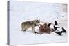 Gray Wolf (Canis Lupus) 870F of the Junction Butte Pack at an Elk Carcass in the Winter-James Hager-Stretched Canvas