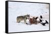 Gray Wolf (Canis Lupus) 870F of the Junction Butte Pack at an Elk Carcass in the Winter-James Hager-Framed Stretched Canvas