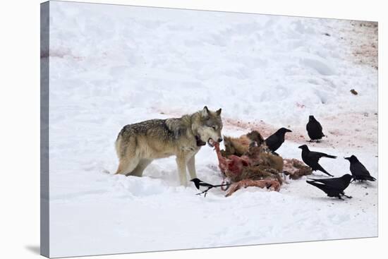 Gray Wolf (Canis Lupus) 870F of the Junction Butte Pack at an Elk Carcass in the Winter-James Hager-Stretched Canvas