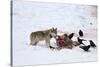 Gray Wolf (Canis Lupus) 870F of the Junction Butte Pack at an Elk Carcass in the Winter-James Hager-Stretched Canvas