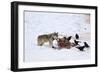 Gray Wolf (Canis Lupus) 870F of the Junction Butte Pack at an Elk Carcass in the Winter-James Hager-Framed Photographic Print