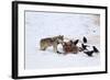 Gray Wolf (Canis Lupus) 870F of the Junction Butte Pack at an Elk Carcass in the Winter-James Hager-Framed Photographic Print