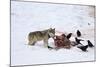 Gray Wolf (Canis Lupus) 870F of the Junction Butte Pack at an Elk Carcass in the Winter-James Hager-Mounted Photographic Print