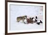 Gray Wolf (Canis Lupus) 870F of the Junction Butte Pack at an Elk Carcass in the Winter-James Hager-Framed Photographic Print
