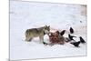Gray Wolf (Canis Lupus) 870F of the Junction Butte Pack at an Elk Carcass in the Winter-James Hager-Mounted Photographic Print