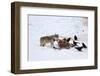 Gray Wolf (Canis Lupus) 870F of the Junction Butte Pack at an Elk Carcass in the Winter-James Hager-Framed Photographic Print