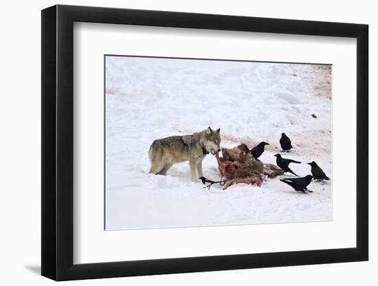 Gray Wolf (Canis Lupus) 870F of the Junction Butte Pack at an Elk Carcass in the Winter-James Hager-Framed Photographic Print