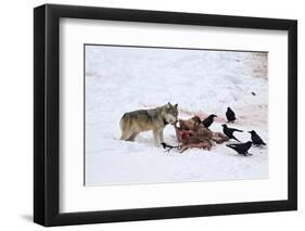 Gray Wolf (Canis Lupus) 870F of the Junction Butte Pack at an Elk Carcass in the Winter-James Hager-Framed Photographic Print