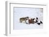 Gray Wolf (Canis Lupus) 870F of the Junction Butte Pack at an Elk Carcass in the Winter-James Hager-Framed Photographic Print