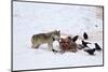 Gray Wolf (Canis Lupus) 870F of the Junction Butte Pack at an Elk Carcass in the Winter-James Hager-Mounted Photographic Print