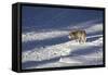 Gray Wolf (Canis Lupus) 870F of the Junction Butte Pack in the Winter-James Hager-Framed Stretched Canvas