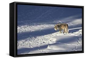 Gray Wolf (Canis Lupus) 870F of the Junction Butte Pack in the Winter-James Hager-Framed Stretched Canvas