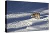 Gray Wolf (Canis Lupus) 870F of the Junction Butte Pack in the Winter-James Hager-Stretched Canvas
