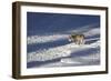 Gray Wolf (Canis Lupus) 870F of the Junction Butte Pack in the Winter-James Hager-Framed Photographic Print