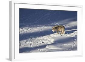 Gray Wolf (Canis Lupus) 870F of the Junction Butte Pack in the Winter-James Hager-Framed Photographic Print