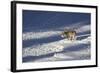Gray Wolf (Canis Lupus) 870F of the Junction Butte Pack in the Winter-James Hager-Framed Photographic Print
