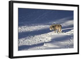 Gray Wolf (Canis Lupus) 870F of the Junction Butte Pack in the Winter-James Hager-Framed Photographic Print