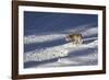 Gray Wolf (Canis Lupus) 870F of the Junction Butte Pack in the Winter-James Hager-Framed Photographic Print