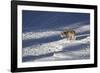 Gray Wolf (Canis Lupus) 870F of the Junction Butte Pack in the Winter-James Hager-Framed Photographic Print