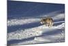Gray Wolf (Canis Lupus) 870F of the Junction Butte Pack in the Winter-James Hager-Mounted Photographic Print