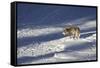 Gray Wolf (Canis Lupus) 870F of the Junction Butte Pack in the Winter-James Hager-Framed Stretched Canvas