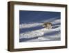 Gray Wolf (Canis Lupus) 870F of the Junction Butte Pack in the Winter-James Hager-Framed Photographic Print