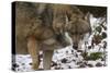 Gray Wolf (Canis Lupus), Bavarian Forest National Park, Bavaria, Germany, Europe-Sergio Pitamitz-Stretched Canvas