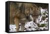 Gray Wolf (Canis Lupus), Bavarian Forest National Park, Bavaria, Germany, Europe-Sergio Pitamitz-Framed Stretched Canvas
