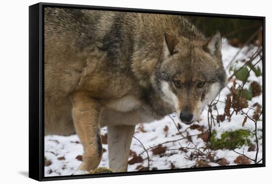 Gray Wolf (Canis Lupus), Bavarian Forest National Park, Bavaria, Germany, Europe-Sergio Pitamitz-Framed Stretched Canvas