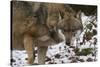 Gray Wolf (Canis Lupus), Bavarian Forest National Park, Bavaria, Germany, Europe-Sergio Pitamitz-Stretched Canvas