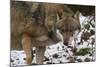 Gray Wolf (Canis Lupus), Bavarian Forest National Park, Bavaria, Germany, Europe-Sergio Pitamitz-Mounted Photographic Print