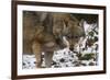 Gray Wolf (Canis Lupus), Bavarian Forest National Park, Bavaria, Germany, Europe-Sergio Pitamitz-Framed Photographic Print