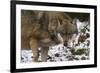 Gray Wolf (Canis Lupus), Bavarian Forest National Park, Bavaria, Germany, Europe-Sergio Pitamitz-Framed Photographic Print