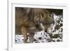 Gray Wolf (Canis Lupus), Bavarian Forest National Park, Bavaria, Germany, Europe-Sergio Pitamitz-Framed Photographic Print