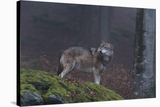 Gray Wolf (Canis Lupus), Bavarian Forest National Park, Bavaria, Germany, Europe-Sergio Pitamitz-Stretched Canvas