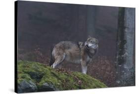 Gray Wolf (Canis Lupus), Bavarian Forest National Park, Bavaria, Germany, Europe-Sergio Pitamitz-Stretched Canvas