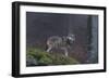 Gray Wolf (Canis Lupus), Bavarian Forest National Park, Bavaria, Germany, Europe-Sergio Pitamitz-Framed Photographic Print