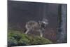 Gray Wolf (Canis Lupus), Bavarian Forest National Park, Bavaria, Germany, Europe-Sergio Pitamitz-Mounted Photographic Print