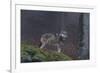 Gray Wolf (Canis Lupus), Bavarian Forest National Park, Bavaria, Germany, Europe-Sergio Pitamitz-Framed Photographic Print